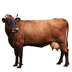 Latvian Brown Cow